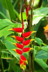 Heliconia Wagneriana Seeds for Planting - NON GMO Seeds