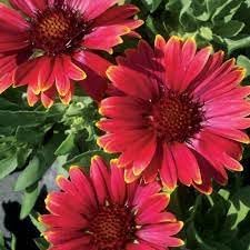 Heirloom Non-GMO Gaillardia Aristata Flower Seeds for Planting – Long-Blooming Perennial Wildflowers