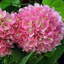 Heirloom Non-GMO Dombeya Bourgassiae Flower Seeds for Planting – Rare Tropical Shrub Blooms