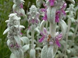 Lamb's Ear Plant Seeds for Planting, Fresh, NON GMO Seeds