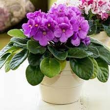 Heirloom African Violet Seeds – Non-GMO Flower Seeds for Planting Colorful Indoor Blooms
