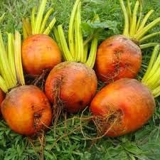 Dark Orange Radish Raphanus sativus for planting in urban garden