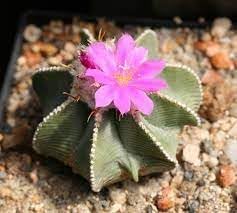 Heirloom Non-GMO Aztekium Flower Seeds for Planting – Rare Cactus Blooms for Succulent Gardens - Non-GMO for planting in home garden