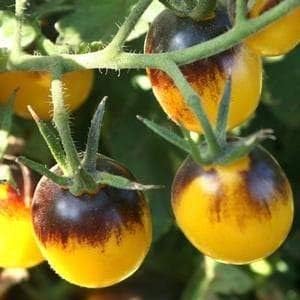 Tomato Seeds for Planting, Yellow and Black, 100 Pcs pcs