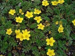 Tormentil Flower Seeds for Planting - 100 pcs