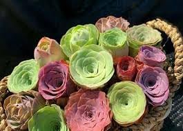 Greenovia Flower Seeds for Garden Planting - NON GMO Seeds