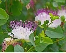 White Capparis Spinosa Flower Seeds - 100 pcs