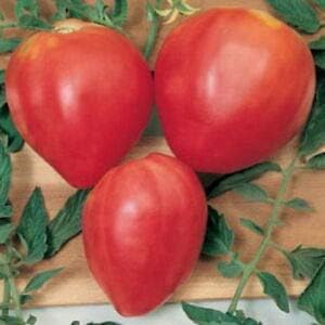 Red Huge Tomato Seeds for Planting - heirloom & Non GMO Seeds