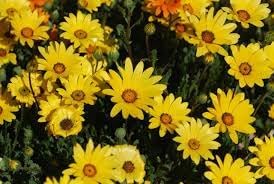 Heirloom Dimorphotheca Flower Seeds for Planting, Non-GMO