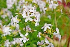 Organic Saponaria Flower Seeds for Planting – Heirloom, Non-GMO