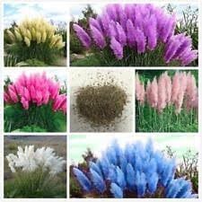 Pampas Plant Seeds for Garden Planting - NON GMO Seeds