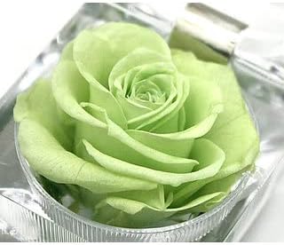 Light Green Rose Flower Seeds for Planting Non-GMO Heirloom Garden Seeds for Growing
