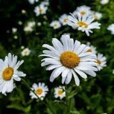 Chamomile Flower Seeds for Garden Planting - NON GMO Seeds