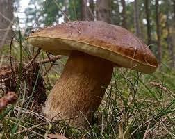 Porcini Mushroom Vegetable Seeds for Planting heirloom & Non-GMO Seeds