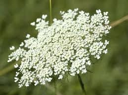 Queen Anne's Lace White Flower Seeds for Planting - NON GMO Seeds