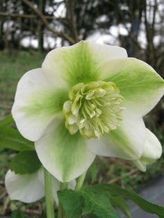 Organic Heirloom Non-GMO Hepatica Seeds for Planting – Early Spring Woodland Blooms