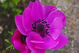 Anemone Flower Seeds for Planting - 100 pcs