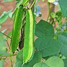 Winged Bean Seeds for Planting, 100 Pcs pcs