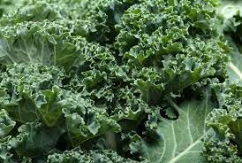 Ridge Kale Plant Seeds for Planting - 100 Pcs pcs