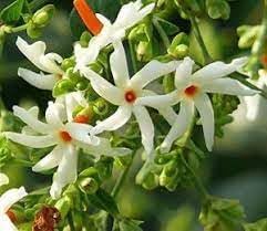 Coral Jasmine Flower Seeds for Planting - NON GMO Seeds