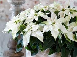Heirloom Euphorbia Pulcherrima Flower Seeds for Garden Planting, Non-GMO, Festive Poinsettia Blooms
