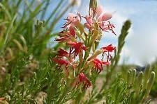 Red Gaura Flower Seeds for Planting - 100 pcs