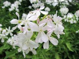 Organic Saponaria Flower Seeds for Planting ƒ?? Heirloom, Non-GMO