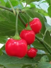 Aji Cochabamba Chili Vegetable Seeds for Planting - 100 Pcs pcs