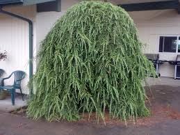 Heirloom Plat Firm Germination Seeds for Planting, Non-GMO