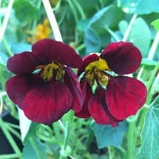 Nasturtium flower seeds- NON GMO Seeds