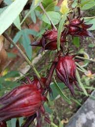 Passion Fruit Seeds - Grow Tangy and Refreshing Passion Fruit at Home 100 Pcs pcs