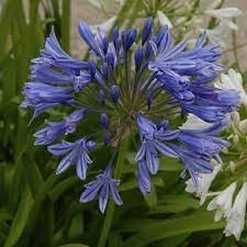 Agapanthus Africanus Flower Seeds for Planting, 100 pcs