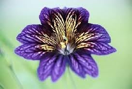 Salpiglossis Flower Seeds – Heirloom Non-GMO Seeds for Vibrant and Decorative Garden Planting