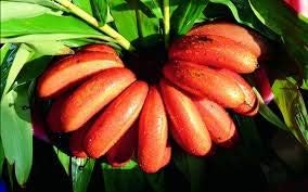 Banana Fruit Seeds for Planting - Red Variety for Exotic Tropical Gardens,Heirloom Seeds