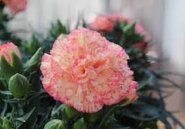 Carnation Perennial Flower Seeds – Heirloom Non-GMO Seeds for Fragrant and Colorful Garden Planting - Perennial for planting in home garden