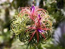 Tillandsia Flower Seeds for Planting - 100 pcs