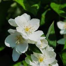 Philadelphus Coronarius Flower Seeds for Planting - 100 pcs