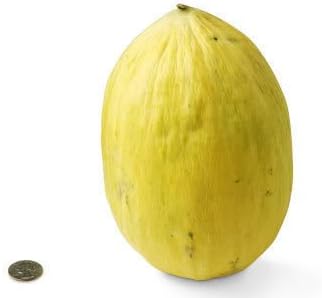 Yellow Cucumis Melo Fruit Seeds - Sweet and Refreshing Melons for Your Garden 100 Pcs pcs