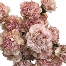 Carnation Flower Seeds Brown for Planting NON GMO Seeds