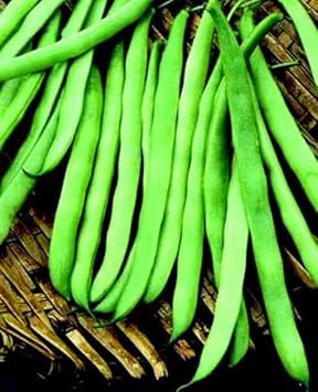 Fresh Bean Seeds for Planting - 100 Pcs pcs