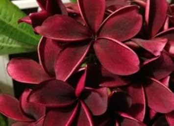 Heirloom Non-GMO Maroon Frangipani Flower Seeds for Planting ƒ?? Exotic Fragrant Blooms for Tropical Gardens