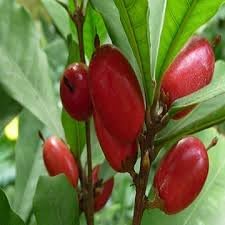 Miracle fruit Synsepalum dulcificum seeds for urban garden