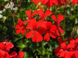 Heirloom Non-GMO Geranium Flower Seeds for Planting – Colorful Blooms for Home Garden