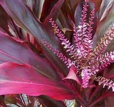 Cordyline Plant Seeds for Planting - 100 pcs