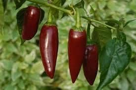 Dark Brown Chili Brazilian Seeds for Planting - 100 Pcs pcs