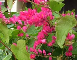 Antigonon Flower Seeds for Planting, 100 pcs