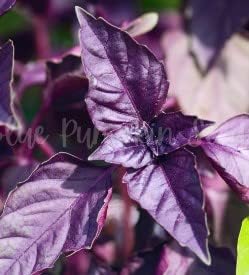 Purple Basil Plant Seeds – Aromatic Herb for Culinary Gardens-Heirloom & Non-GMO Seeds for planting – Fresh Herb for Your Garden