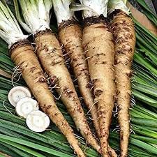 Russian Horseradish Seeds for Planting - Heirloom & Non-GMO Seeds