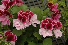 Perennial Flower Seeds Heirloom Non GMO Planting - 100 pcs - Flower for planting in home garden