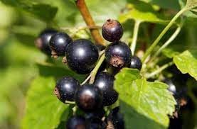 Titania Black Currant Seeds for Planting - Rich, Nutrient-Packed Berries, Heirloom & Garden Seeds